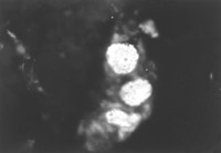 201121815579589